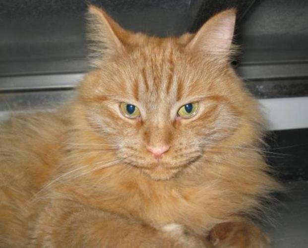 Long Haired Orange Cat Breed