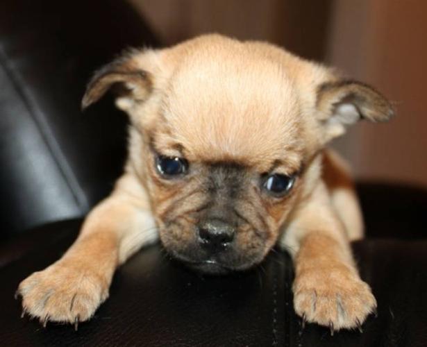 Mini Bulldog Puppy