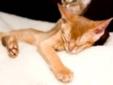 Abyssinian Kittens in Vancouver, British Columbia For Sale